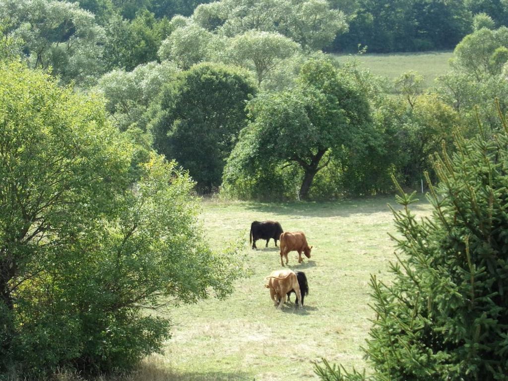 Appartamento Ederauenblick Dodenau Esterno foto